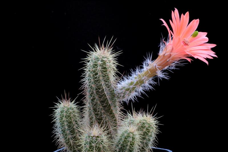 Echinocereus  sanpedroensis 