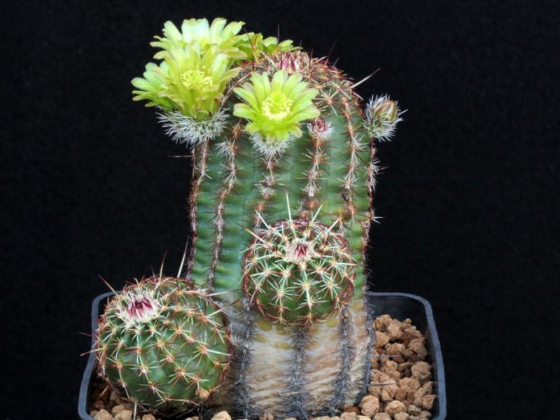 Echinocereus viridiflorus 