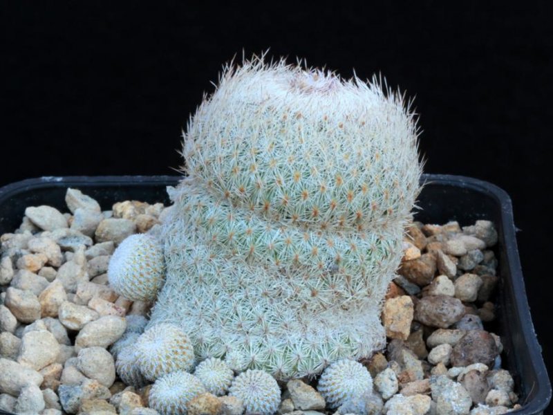 Epithelantha micromeris 