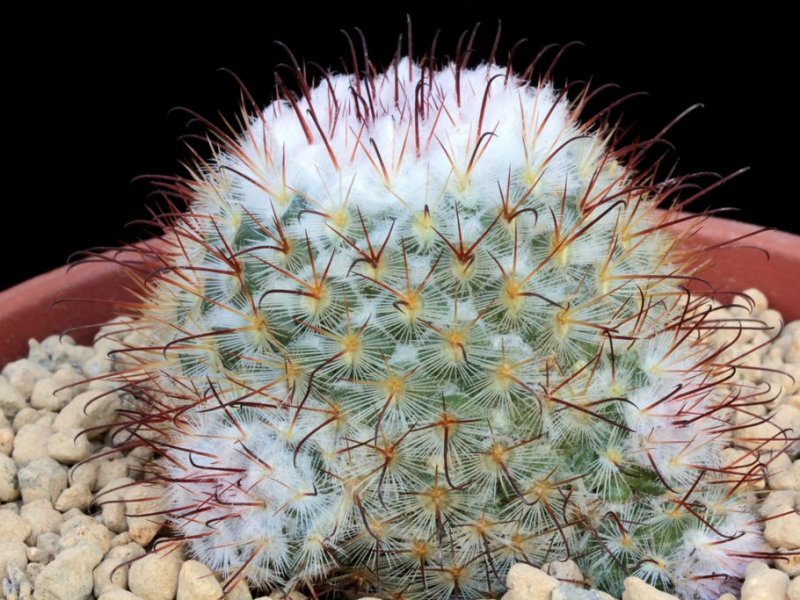 Mammillaria bombycina 