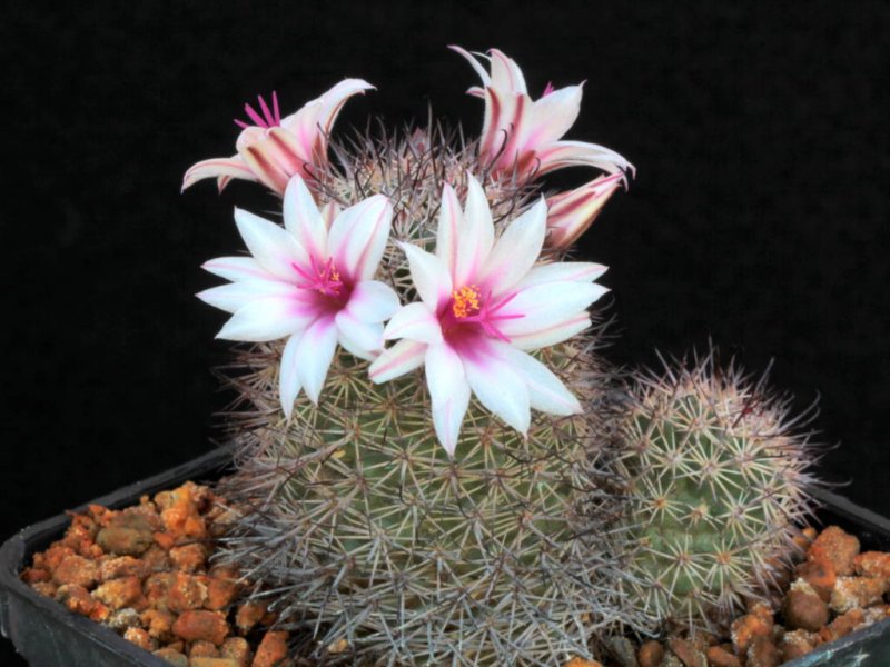 Mammillaria fraileana 