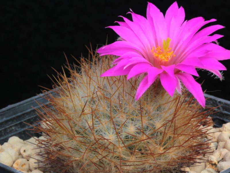 Mammillaria guelzowiana SB 465