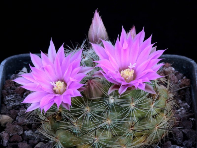 Mammillaria longiflora ssp. stampferi 