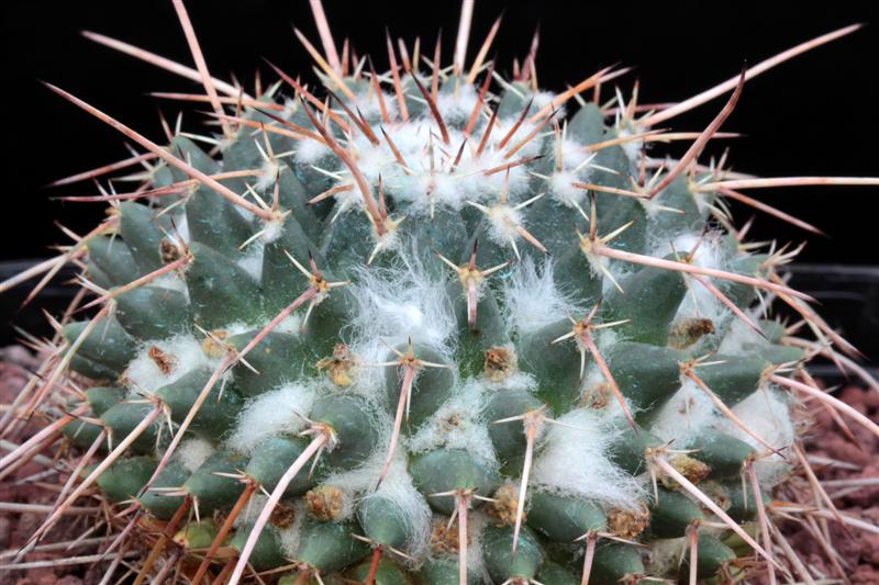 Mammillaria rioverdense REP 1123