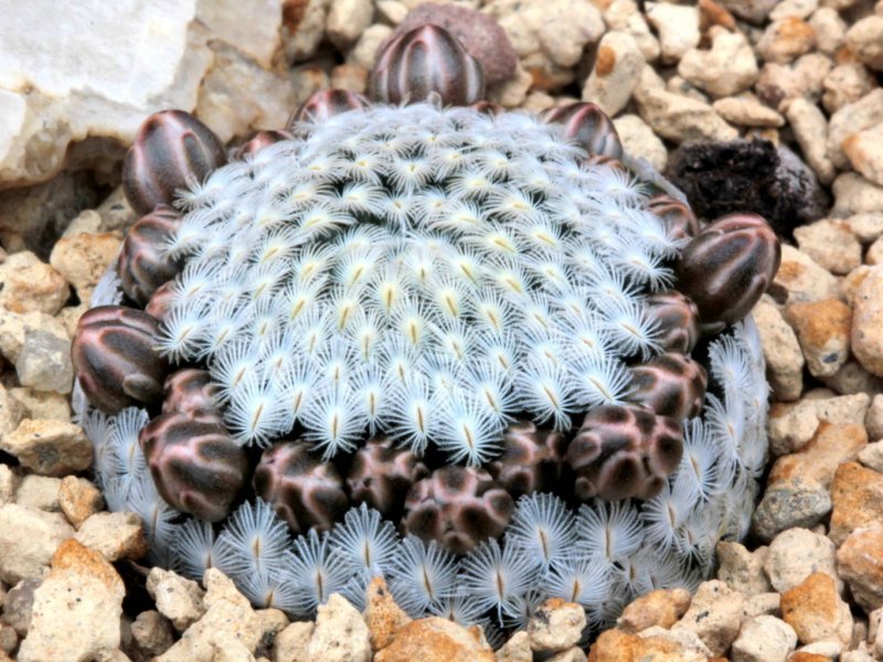 Mammillaria sanchez-mejoradae 