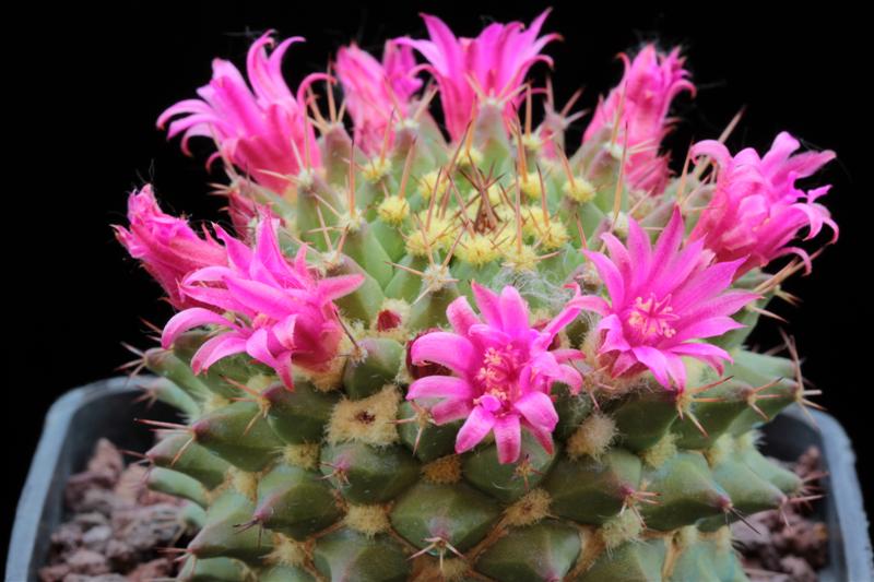 Mammillaria sartorii 