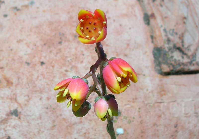 echeveria purpusorum