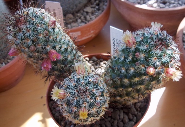 Mammillaria microhelia 