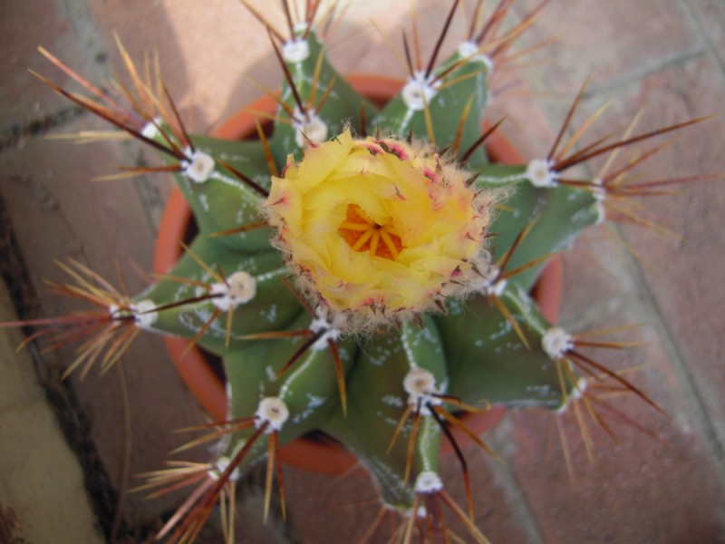 Astrophytum ornatum 