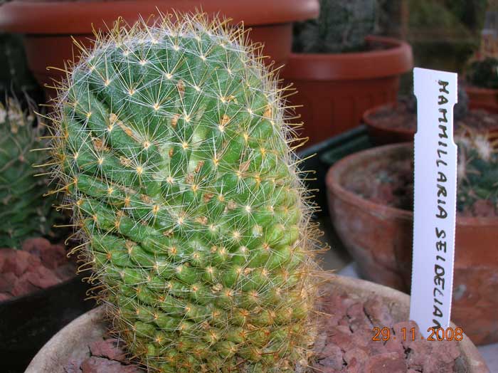 Mammillaria seideliana 