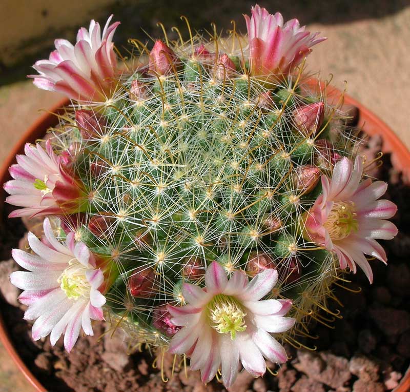 Mammillaria  