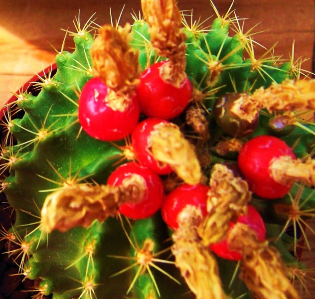 Thelocactus setispinus 