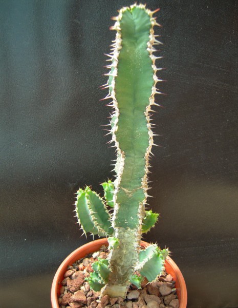 Euphorbia polyacantha 