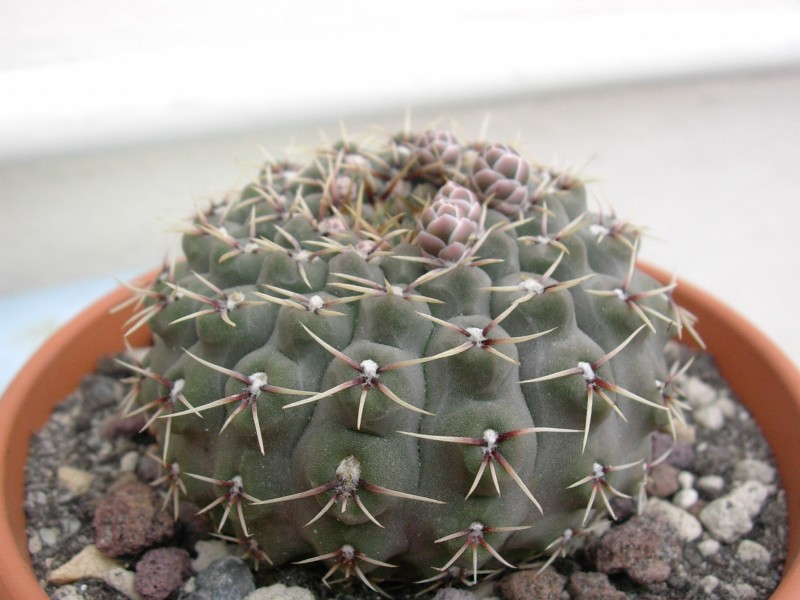 Gymnocalycium quehlianum 