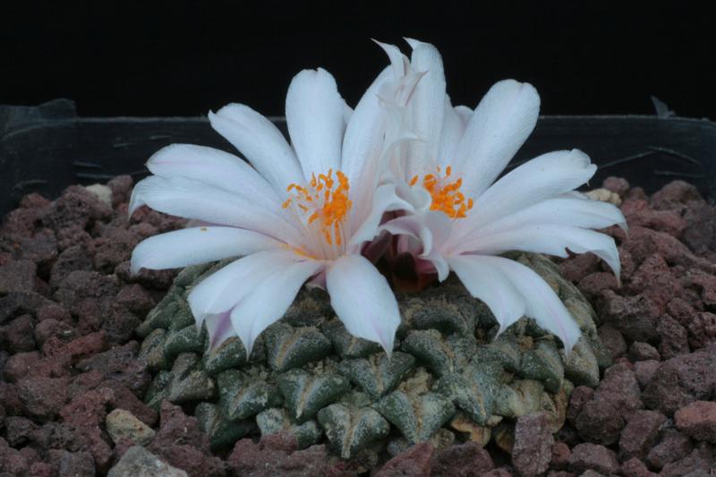 Ariocarpus kotschoubeyanus v. albiflorus 