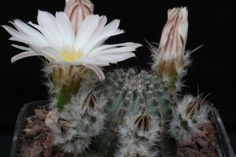 Echinocereus pulchellus v. sharpii SB 1569