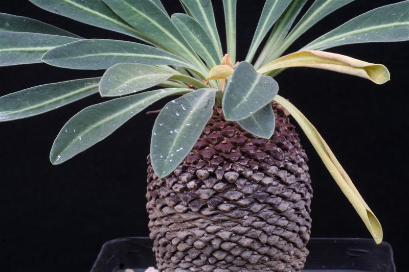 Euphorbia bupleurifolia 