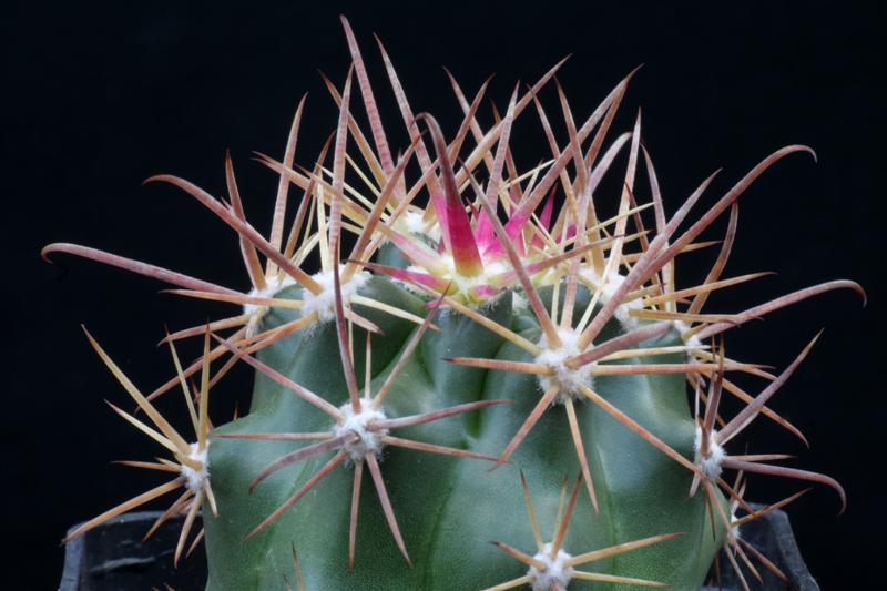 Ferocactus fordii 