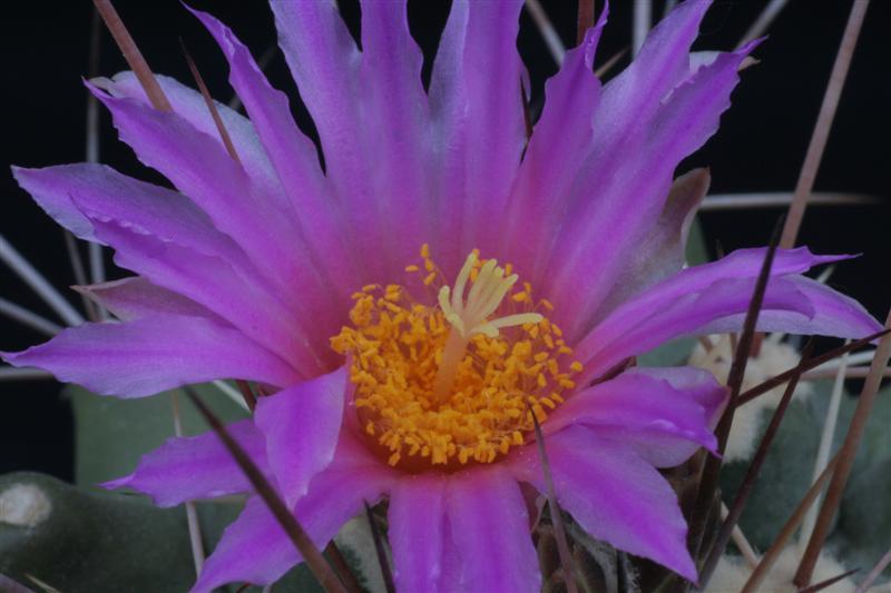 Thelocactus rinconensis ssp. freudenbergeri 