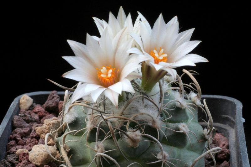 Turbinicarpus macrochele ssp. frailensis 