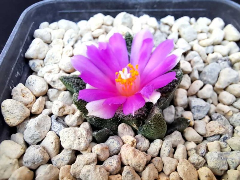 Ariocarpus bravoanus ssp. hintonii 