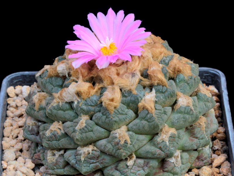 Ariocarpus fissuratus 