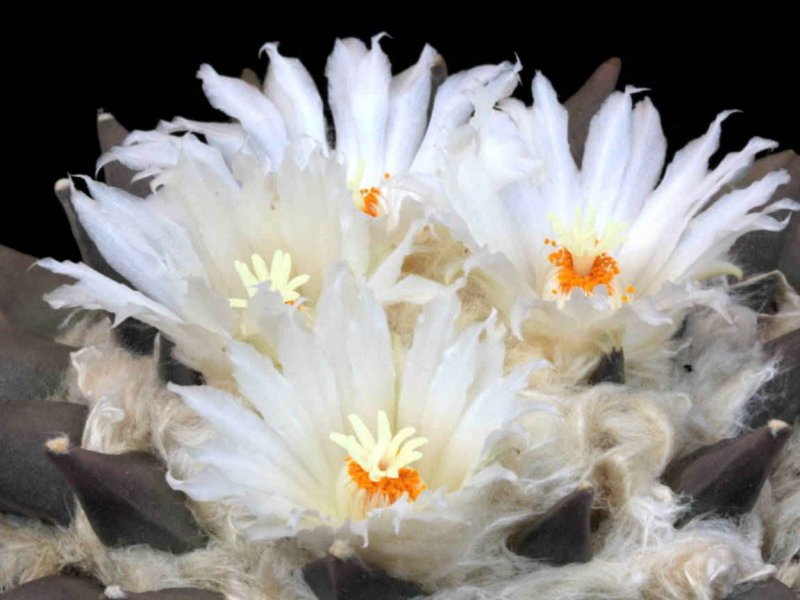 Ariocarpus retusus 
