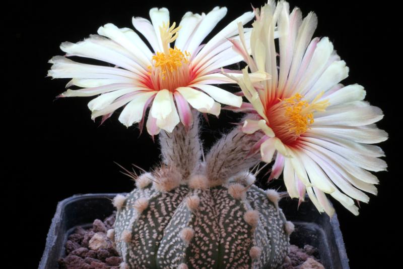 Astrophytum asterias cv. super kabuto hanazono 