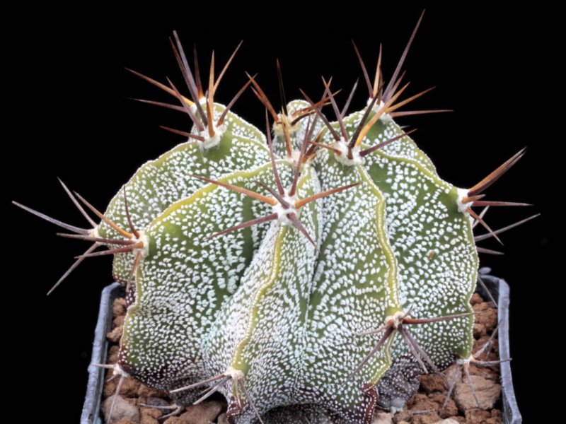 Astrophytum ornatum v. mirbelii 