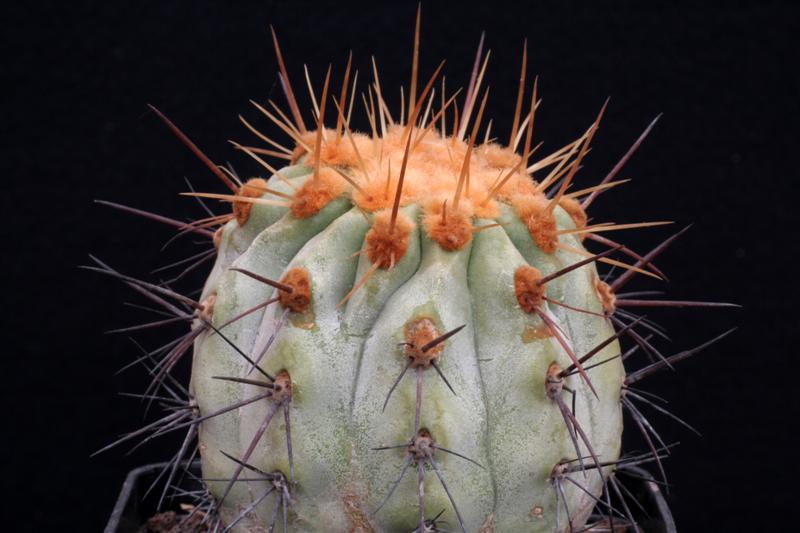 Copiapoa cinerea v. haseltoniana 