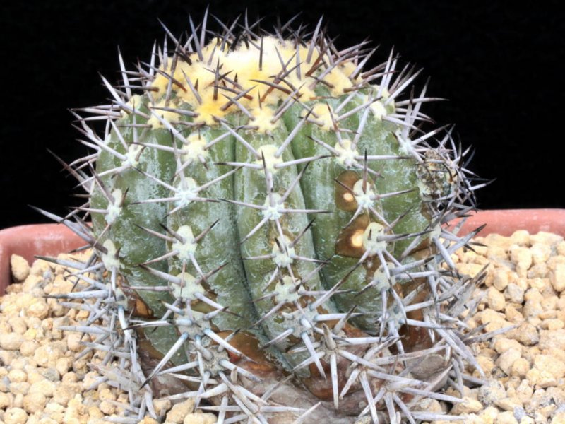 Copiapoa echinoides 