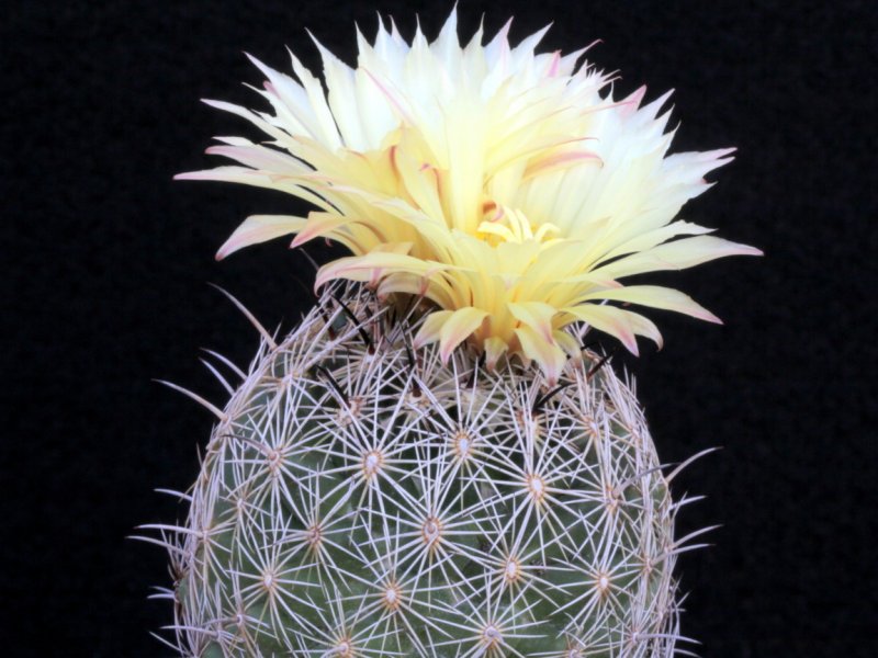 Coryphantha cornifera ORB 3.31