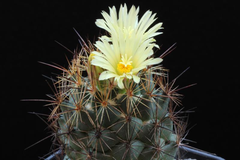 Coryphantha gladiispina SB 711