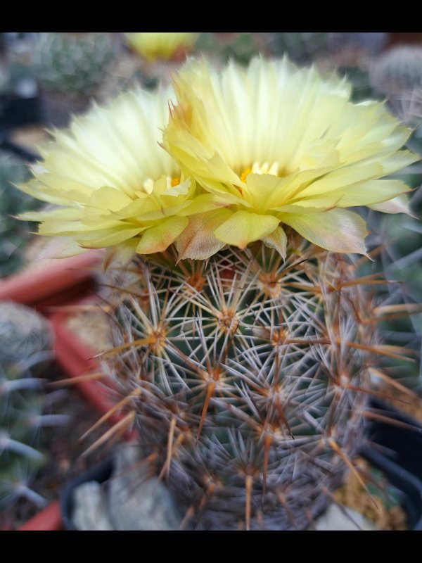 Coryphantha glanduligera 