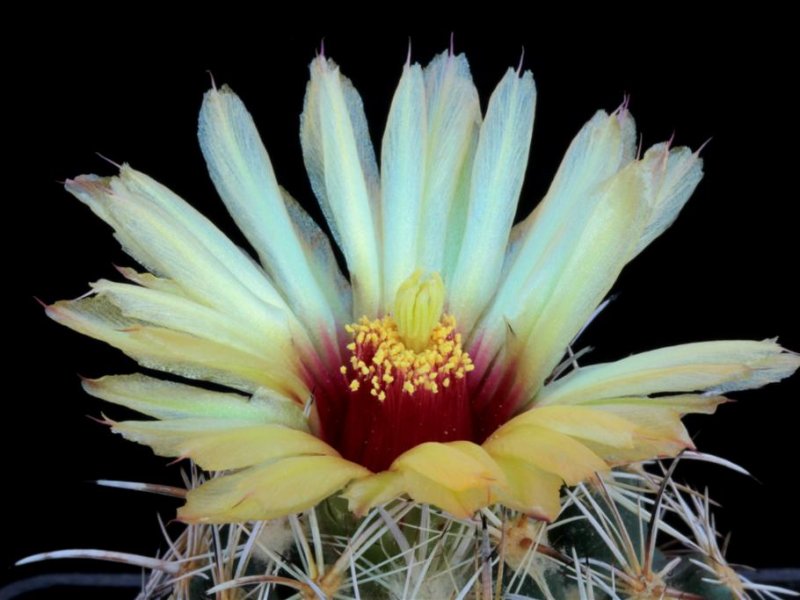 Coryphantha obscura SB 714