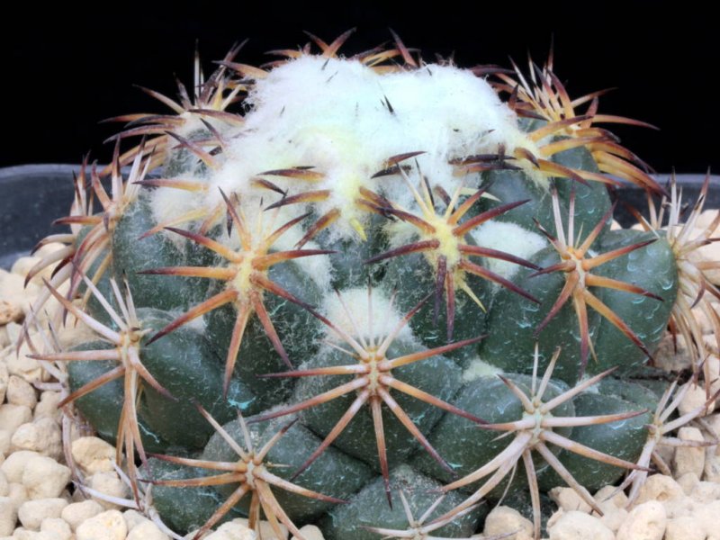 Coryphantha retusa 