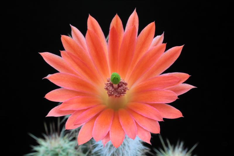 Echinocereus sanpedroensis 