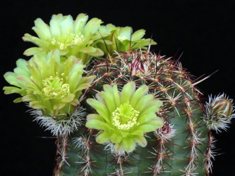 Echinocereus viridiflorus 