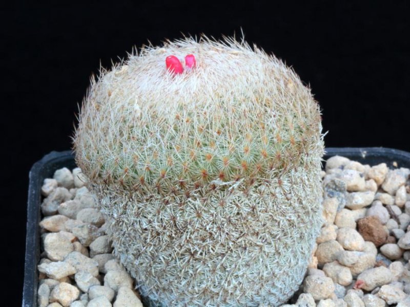 Epithelantha micromeris 