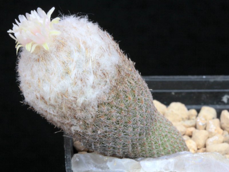 epithelantha polycephala