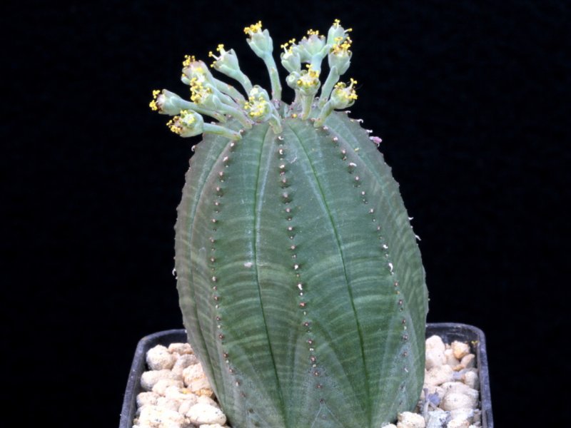 Euphorbia obesa 