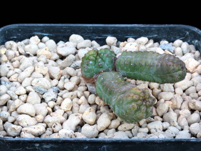 Euphorbia pseudoglobosa 