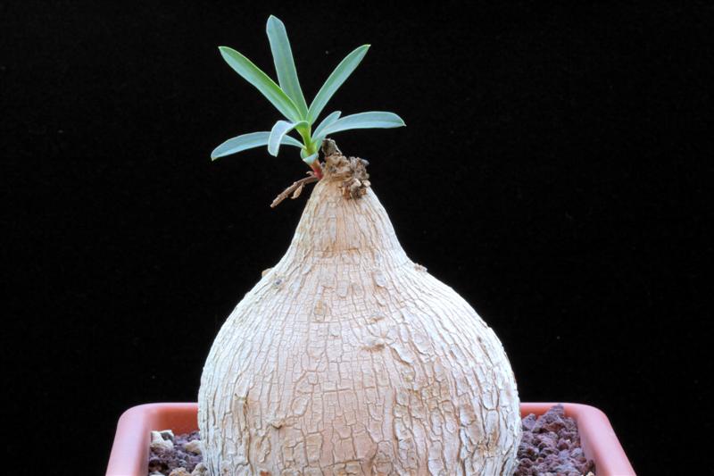 Euphorbia trichadenia 