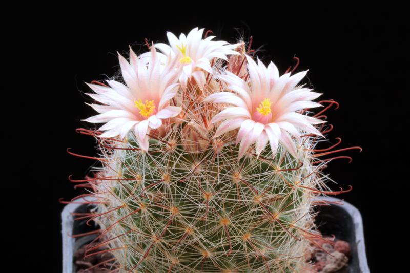 Mammillaria barbata 