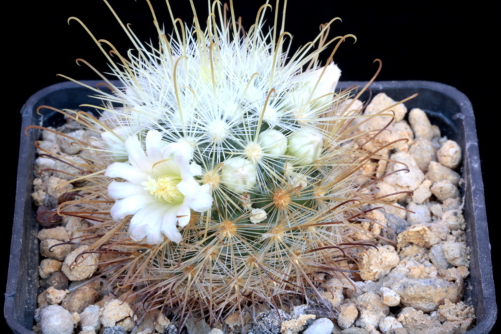 Mammillaria cowperae P 456