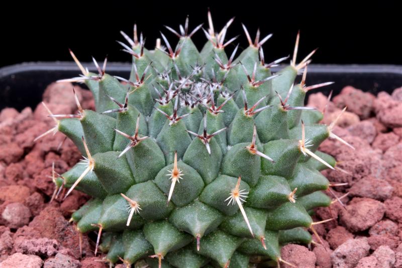 Mammillaria formosa ssp. pseudocrucigera P 491