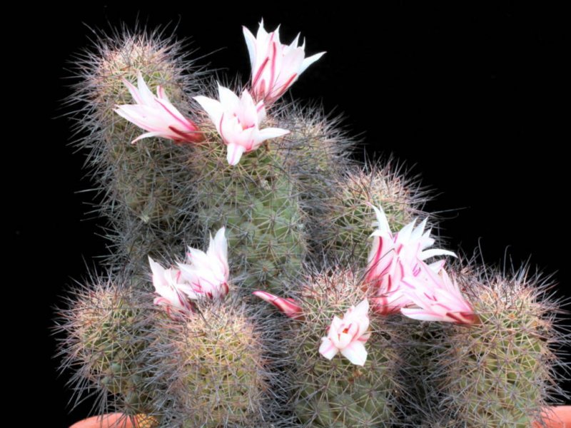 Mammillaria fraileana 