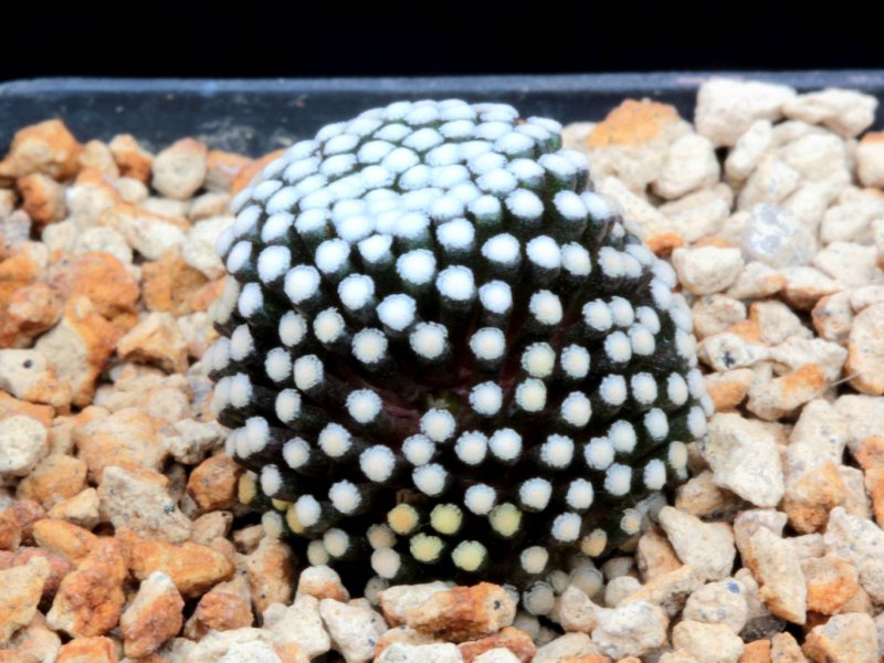 Mammillaria luethyi 