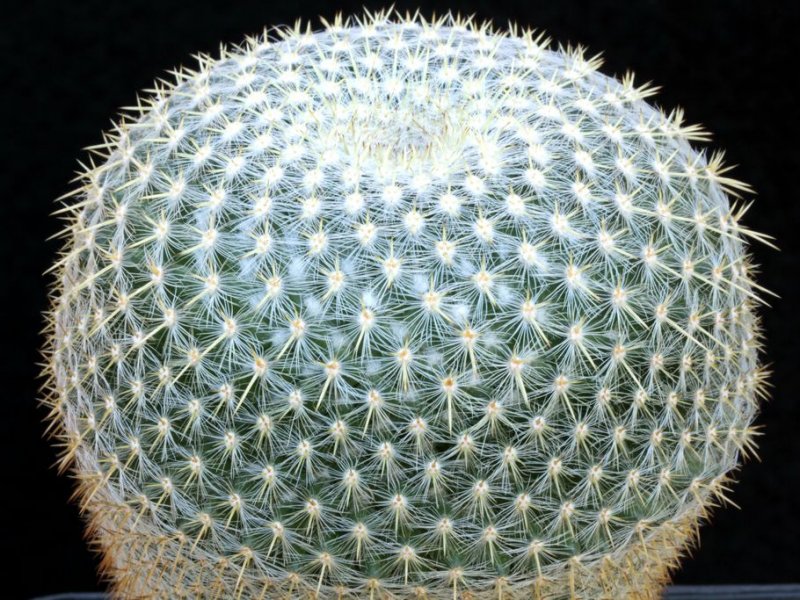 Mammillaria muehlenpfordtii 