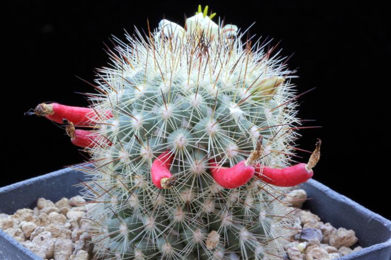 Mammillaria neopalmeri 